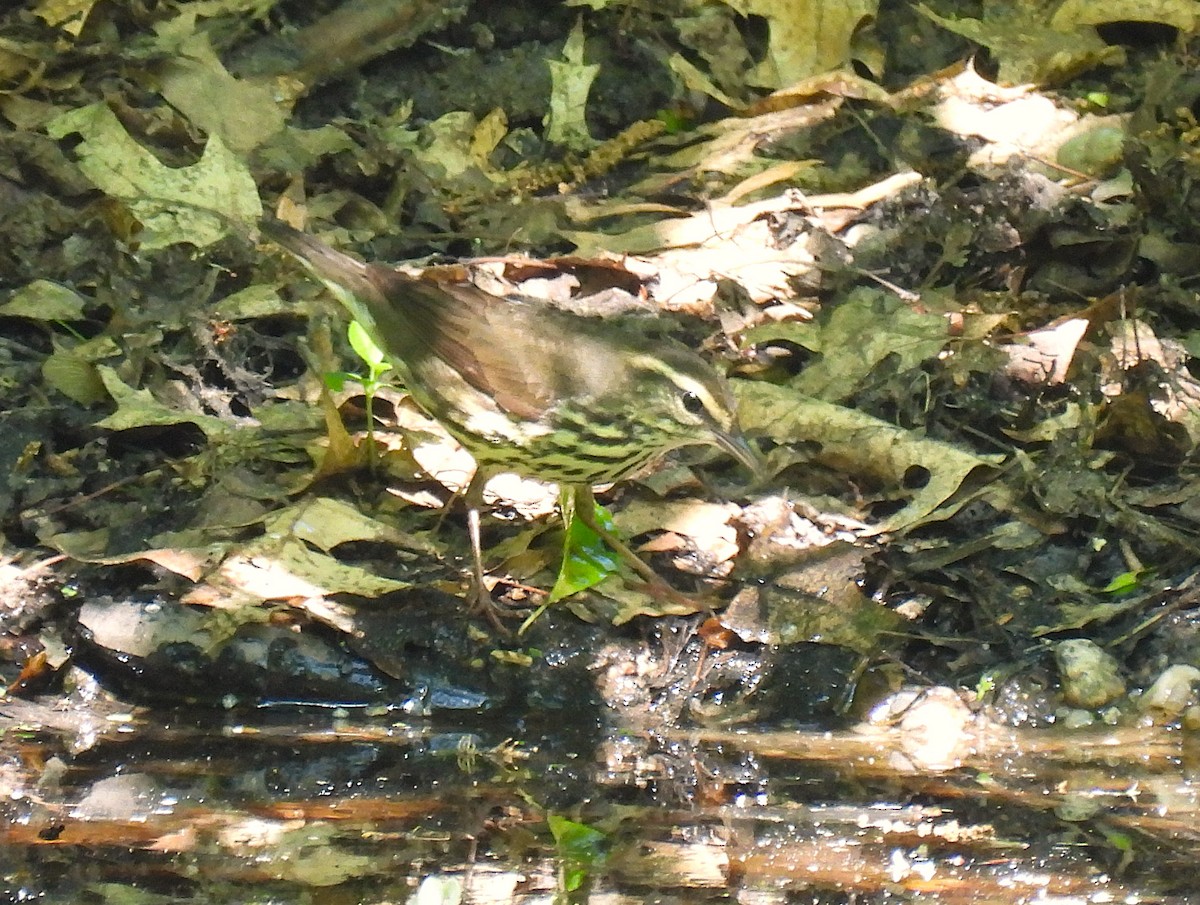 Northern Waterthrush - ML636224226