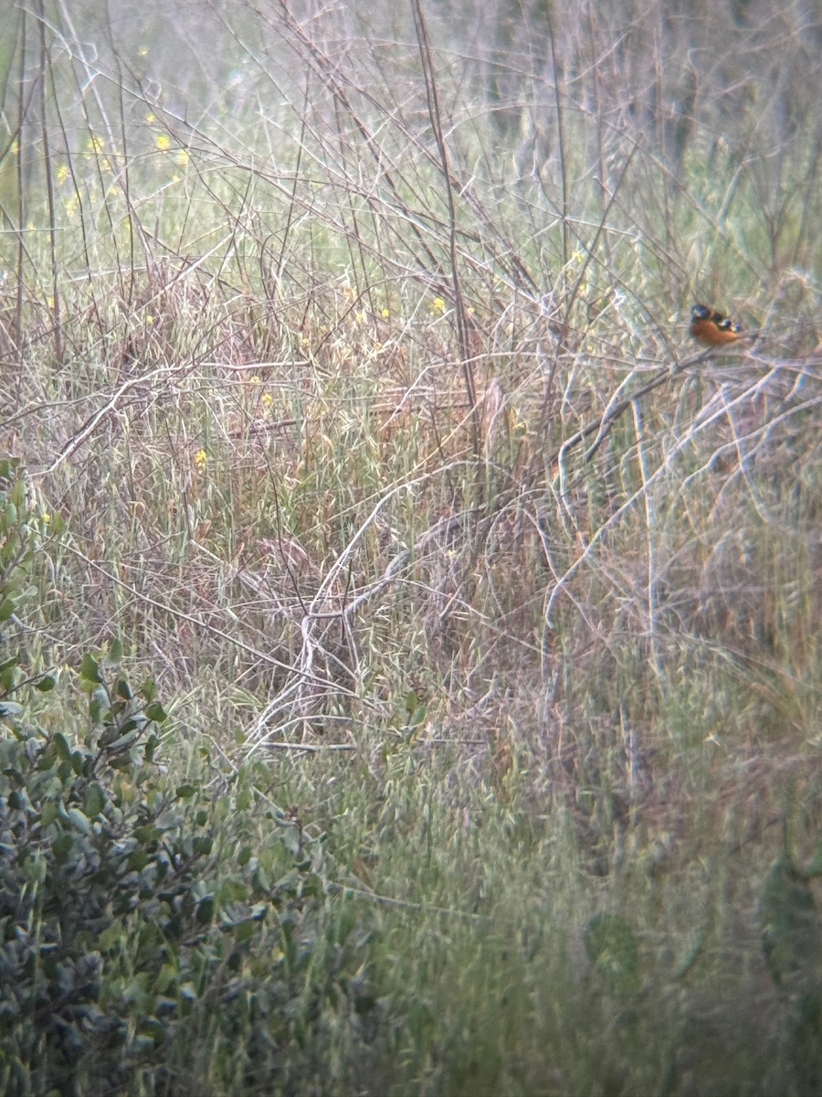 Black-headed Grosbeak - ML636224230