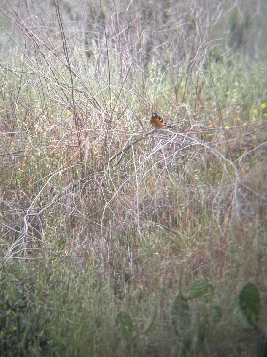 Black-headed Grosbeak - ML636224231