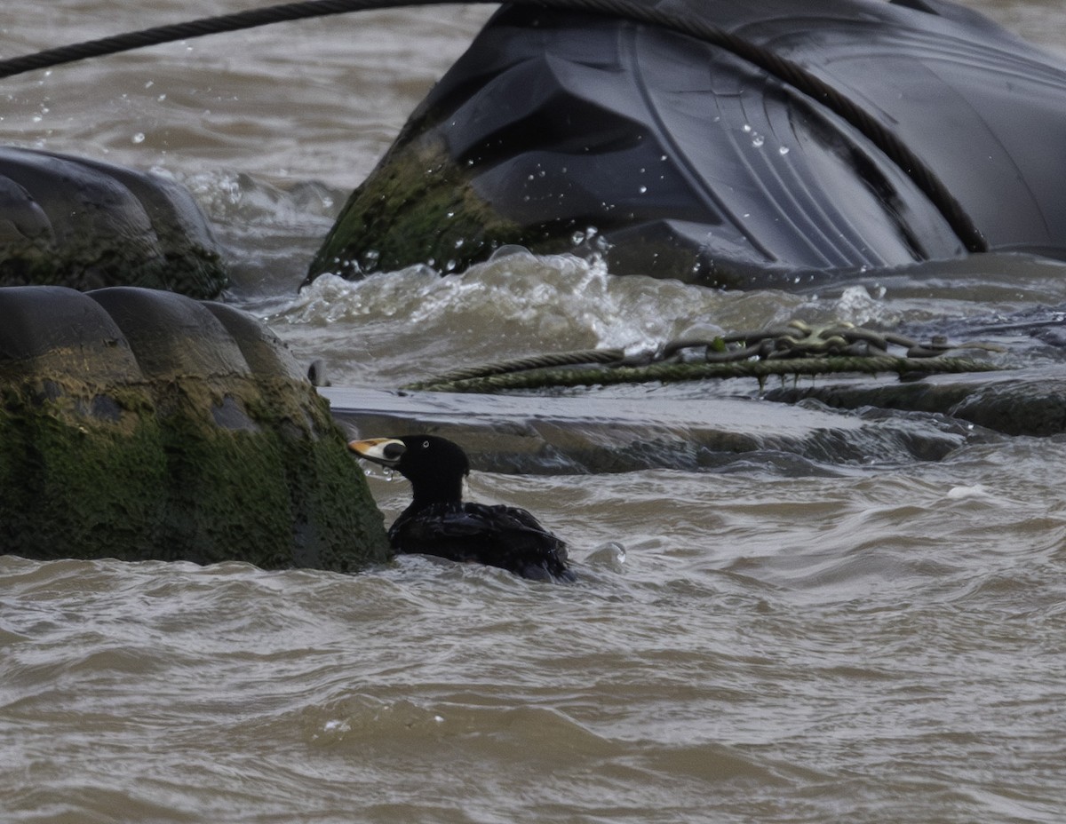 Surf Scoter - ML636224234