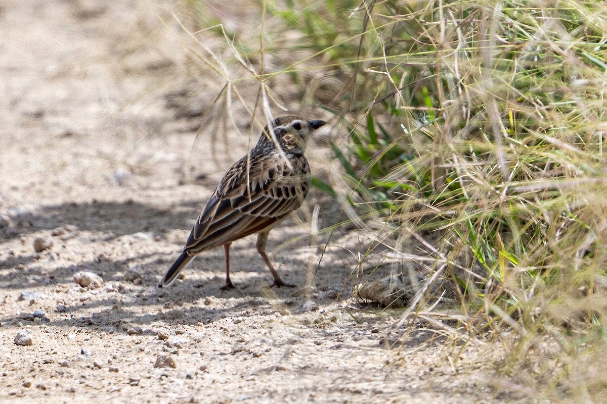 Fawn-colored Lark (Foxy) - ML636224236
