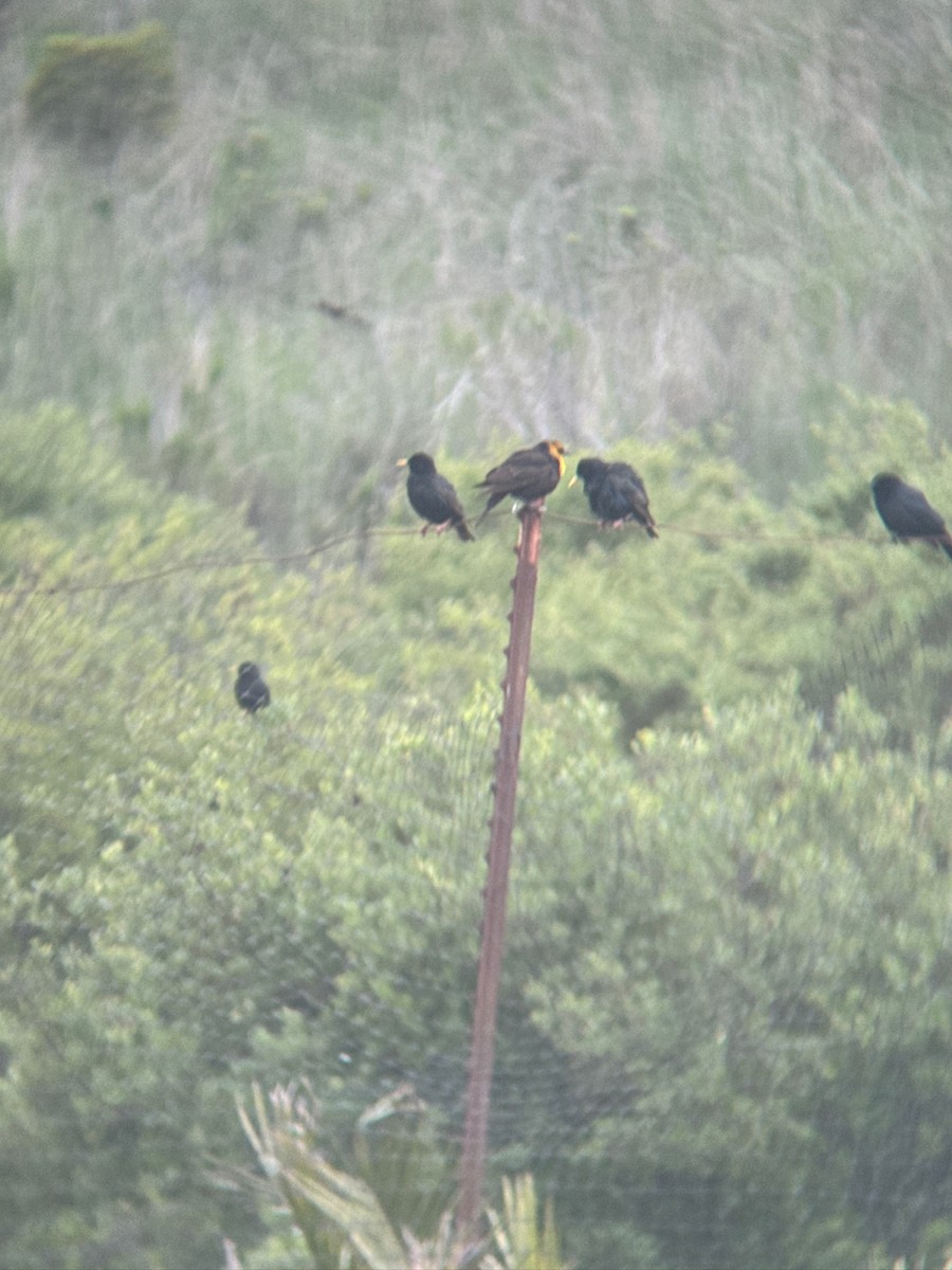 Yellow-headed Blackbird - ML636224246