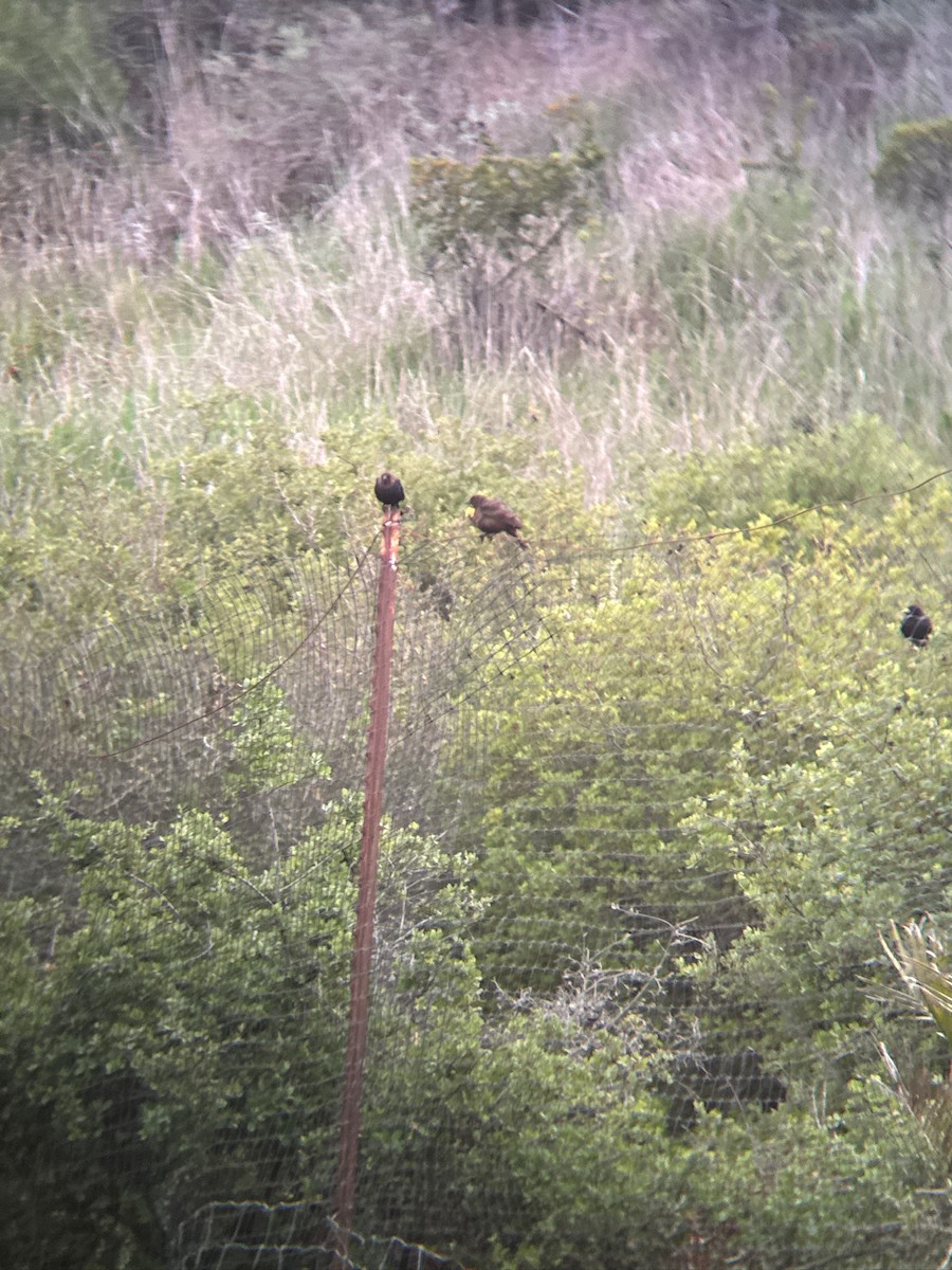 Yellow-headed Blackbird - ML636224248