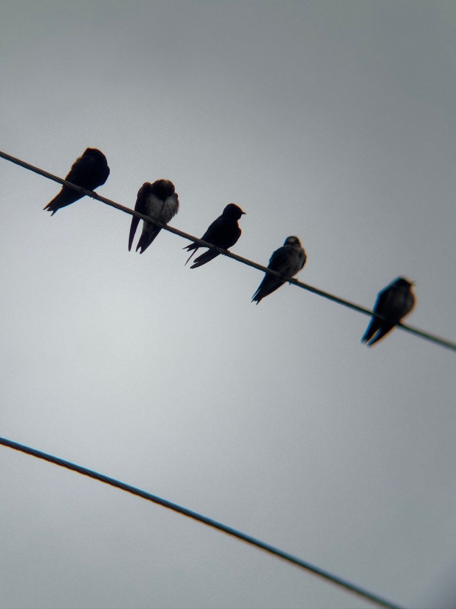 Purple Martin - ML636224261