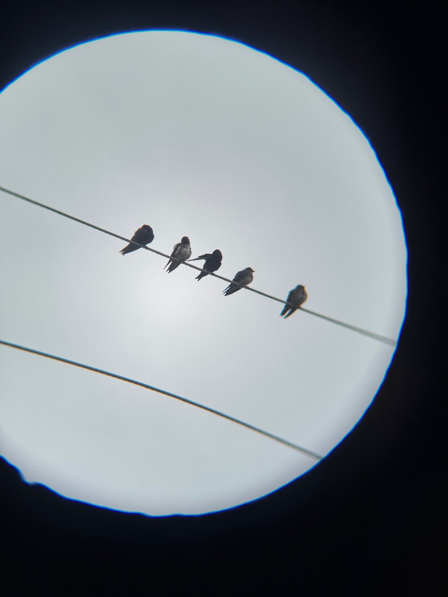 Purple Martin - ML636224262