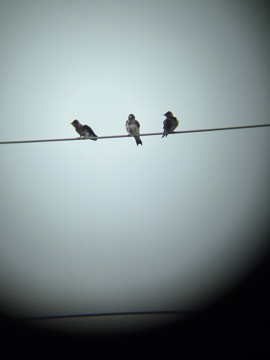 Purple Martin - ML636224263