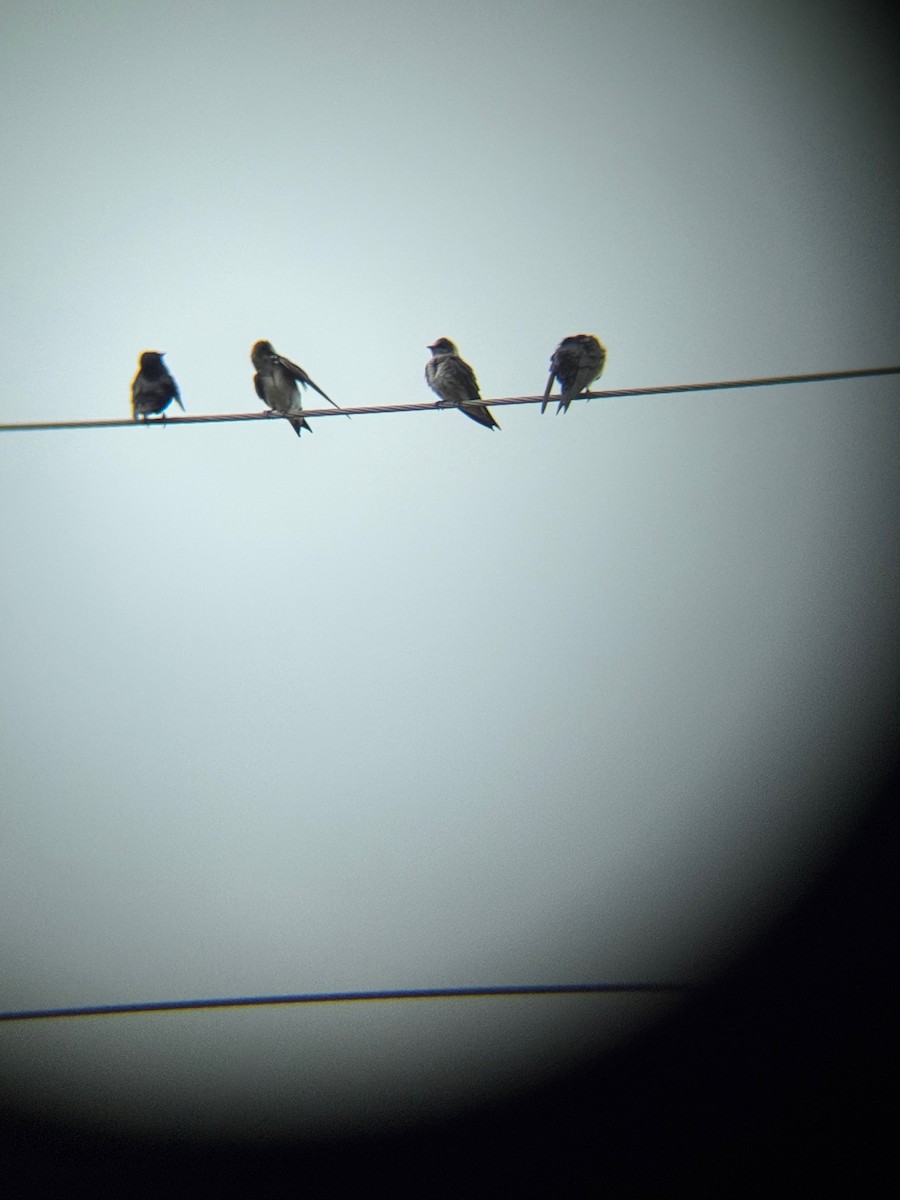 Purple Martin - ML636224264