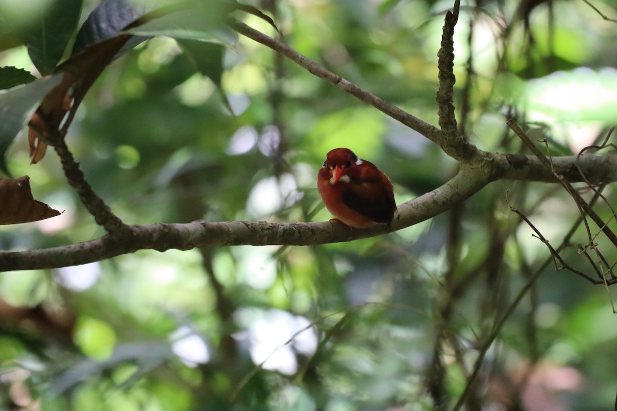 Philippine Dwarf-Kingfisher - ML636224265