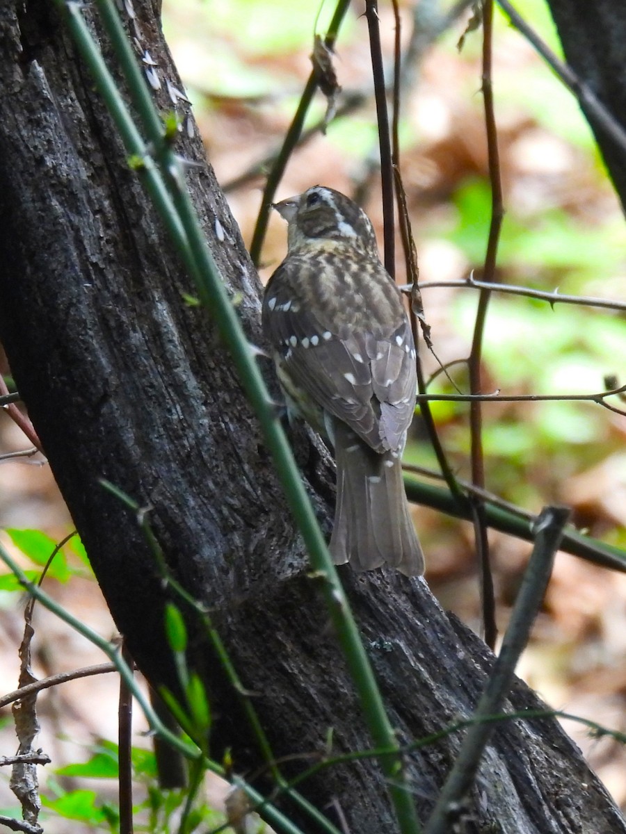 Rose-breasted Grosbeak - ML636224269