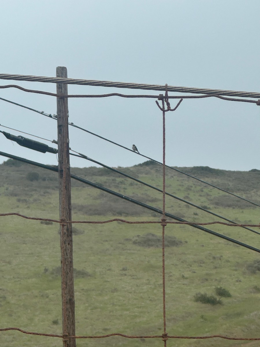 Loggerhead Shrike - ML636224276