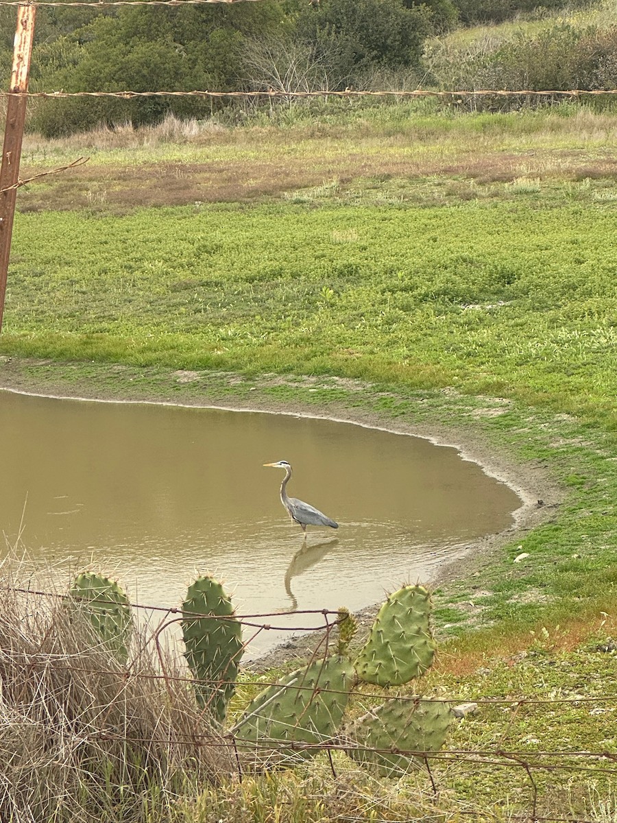 Great Blue Heron - ML636224283