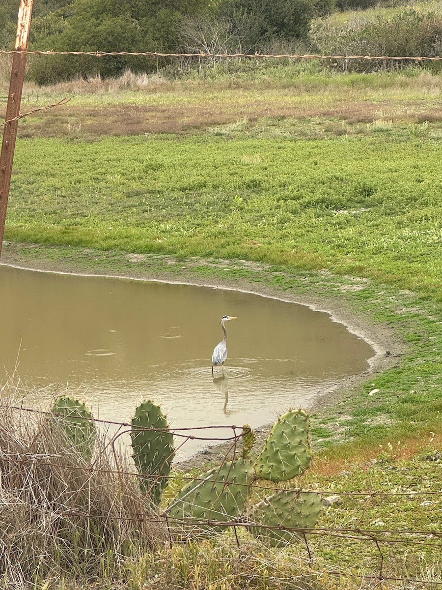 Great Blue Heron - ML636224284