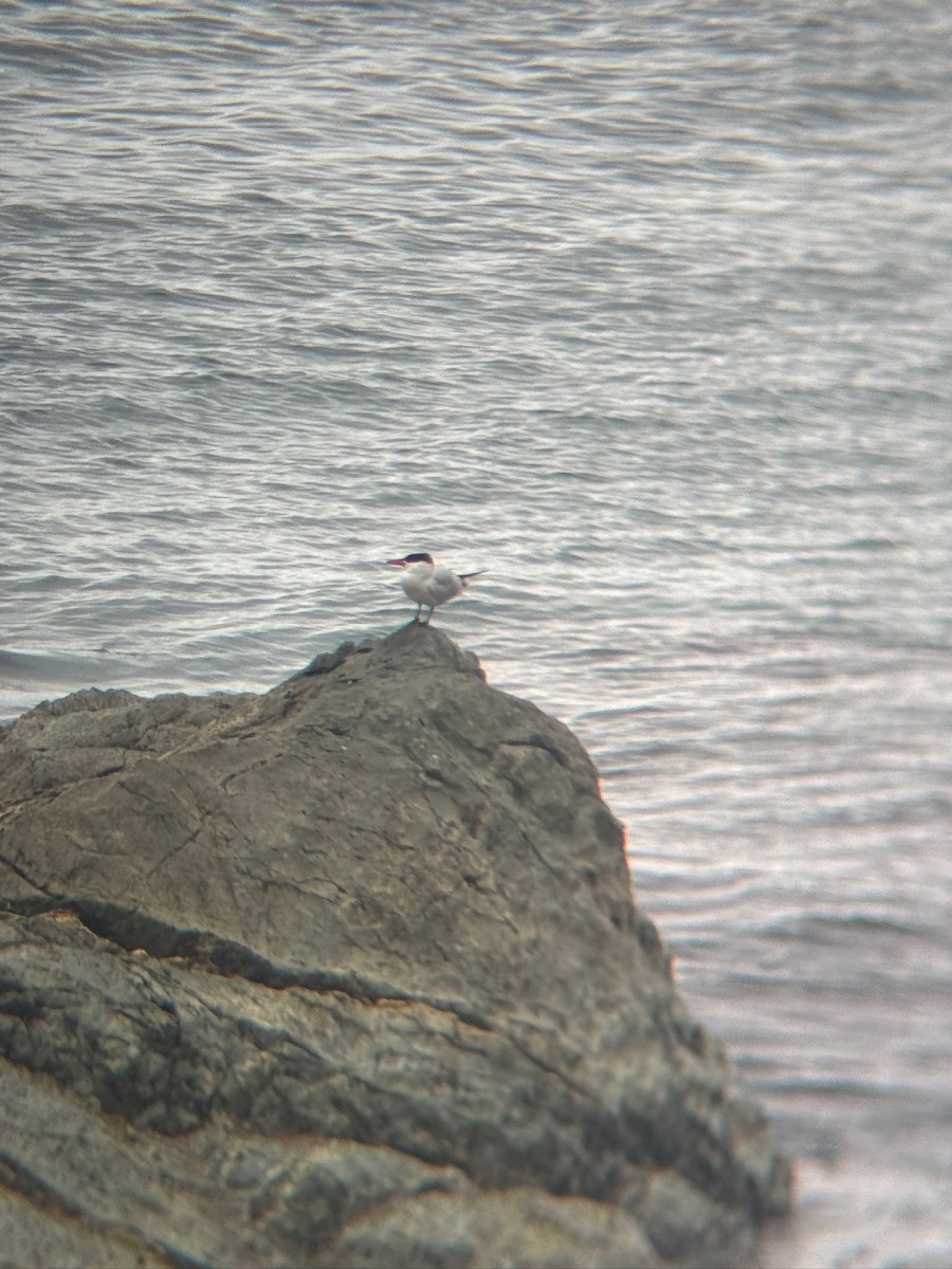 Caspian Tern - ML636224286