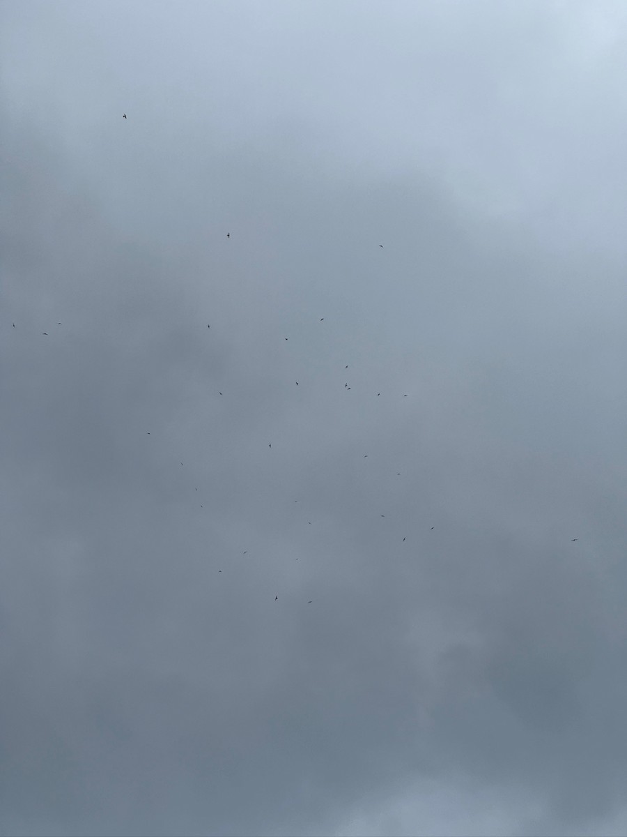 White-throated Swift - ML636224298