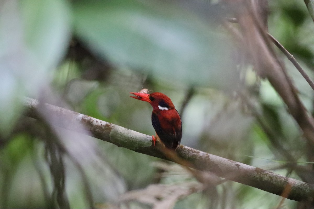 Philippine Dwarf-Kingfisher - ML636224311