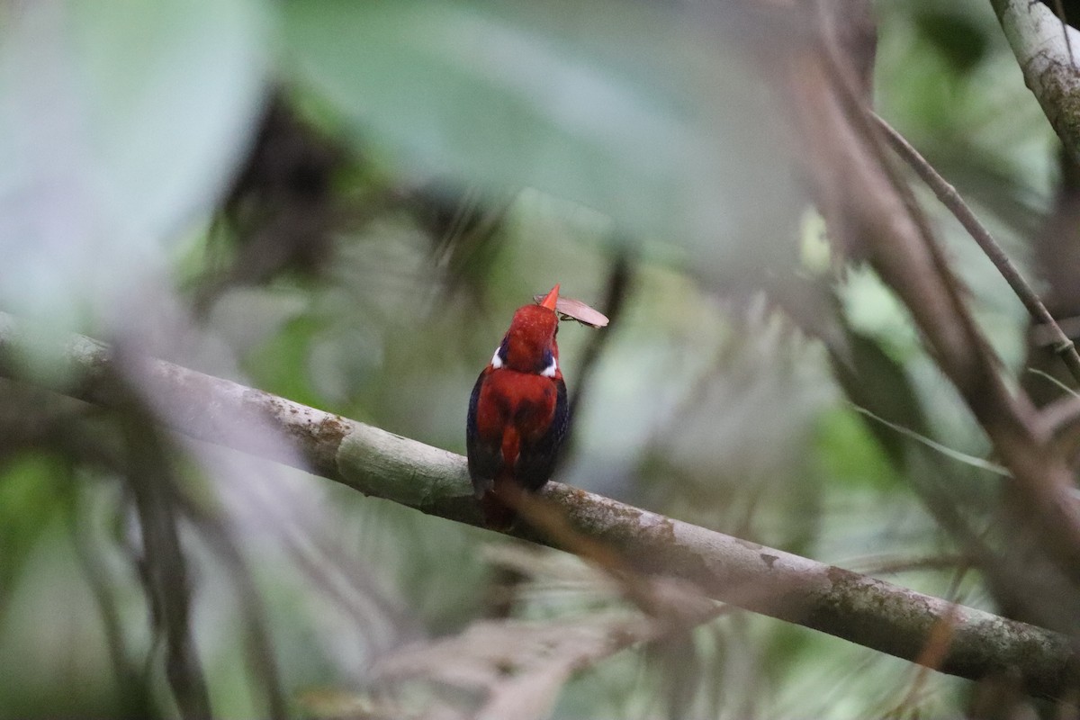 Philippine Dwarf-Kingfisher - ML636224313