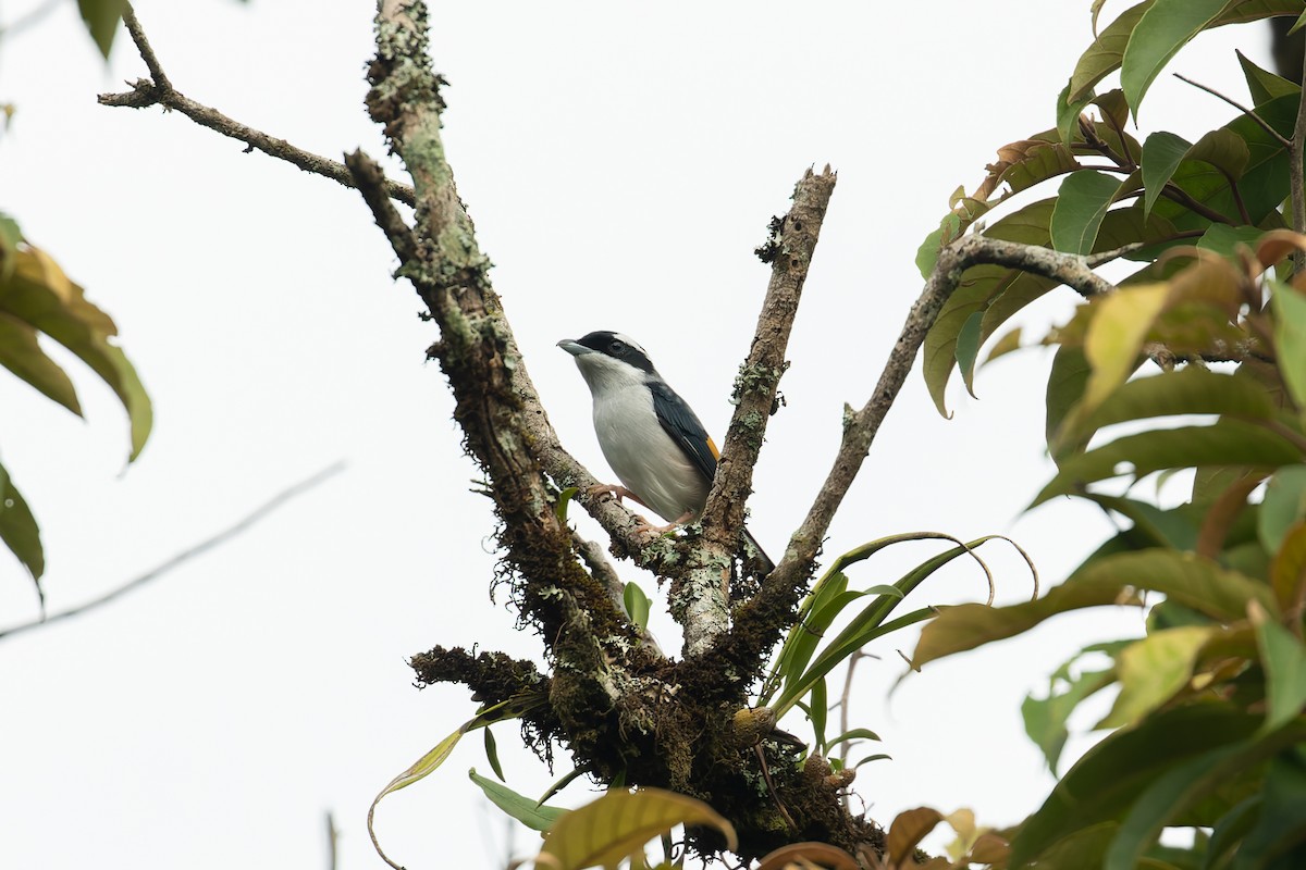 White-browed Shrike-Babbler (Blyth's) - ML636224350