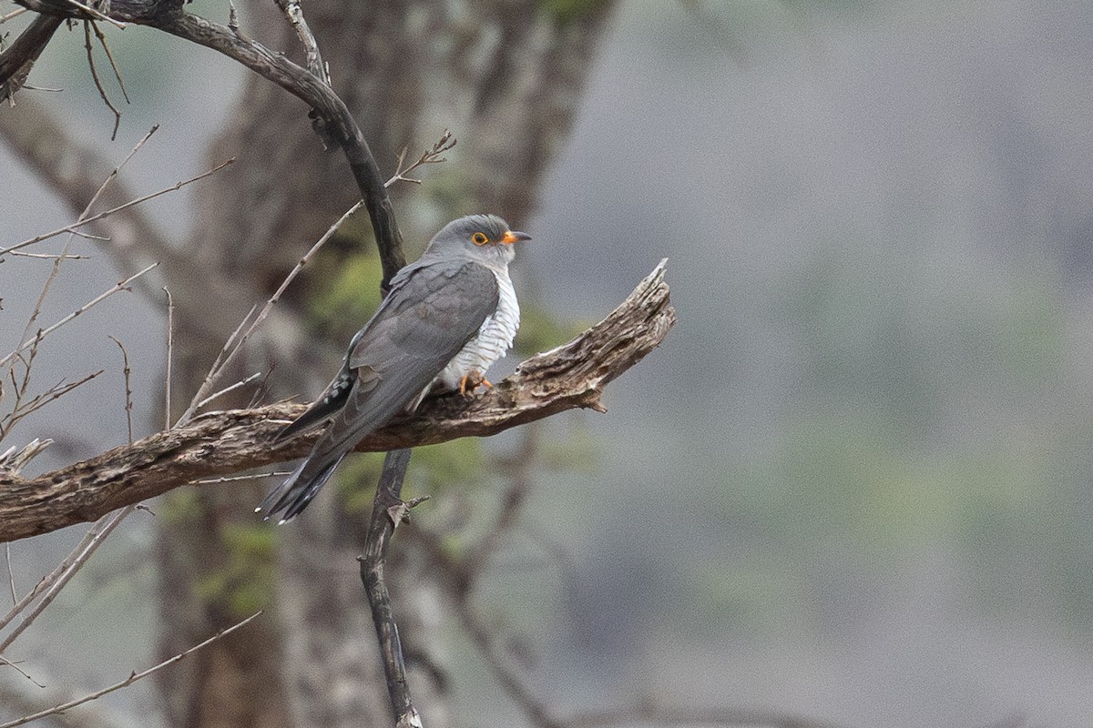 African Cuckoo - ML636224394