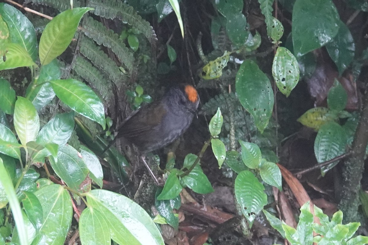 Wrenthrush - ML636224395