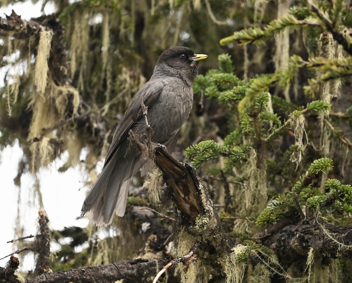 Sichuan Jay - ML636224421