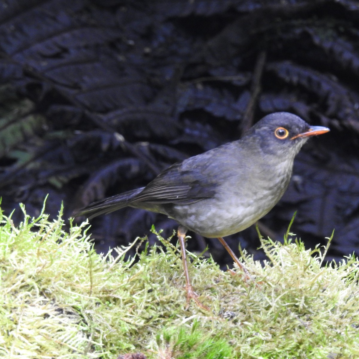 Slaty-backed Nightingale-Thrush - ML636224451