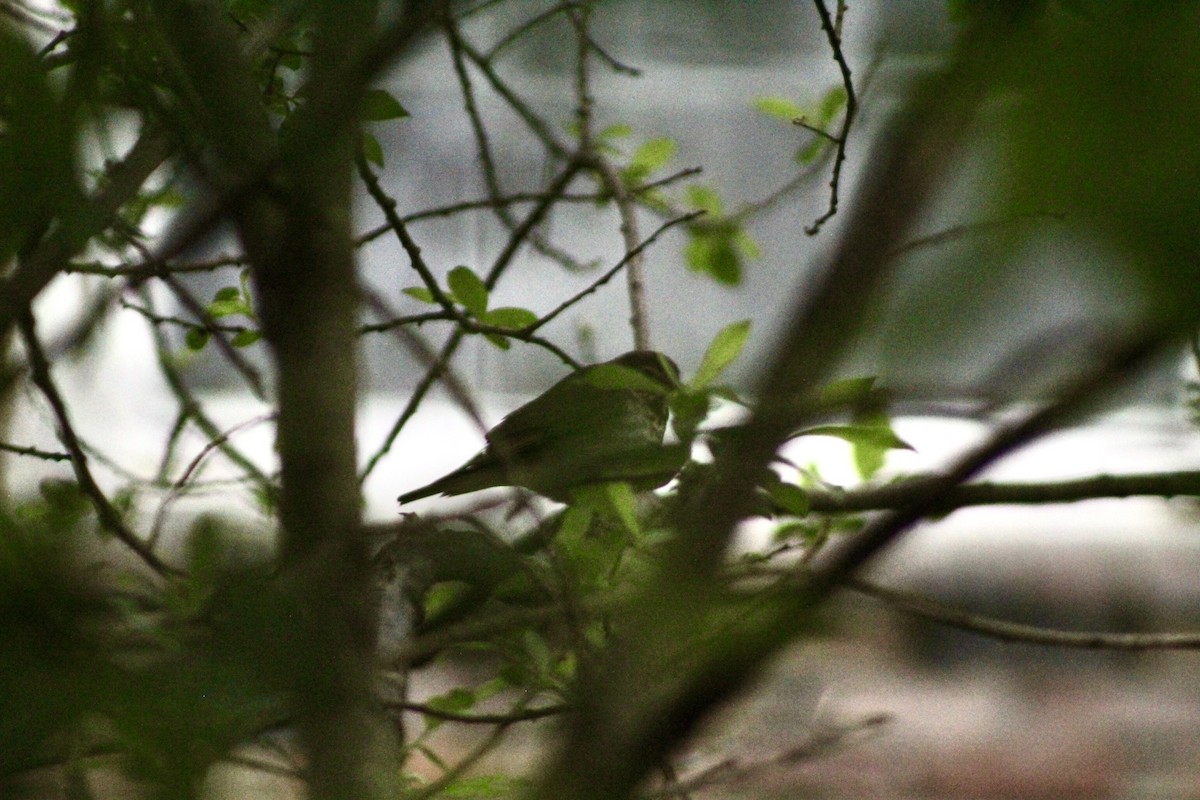 Swainson's Thrush - ML636224464