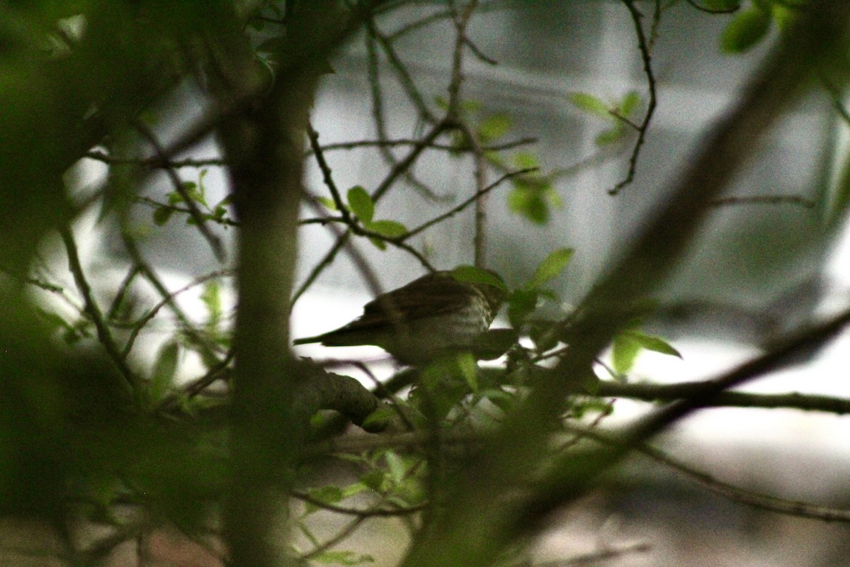 Swainson's Thrush - ML636224465
