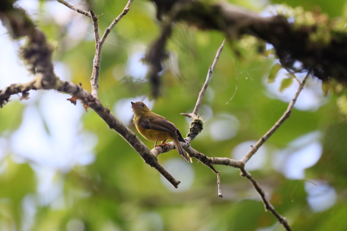 Citrine Canary-Flycatcher - ML636224498