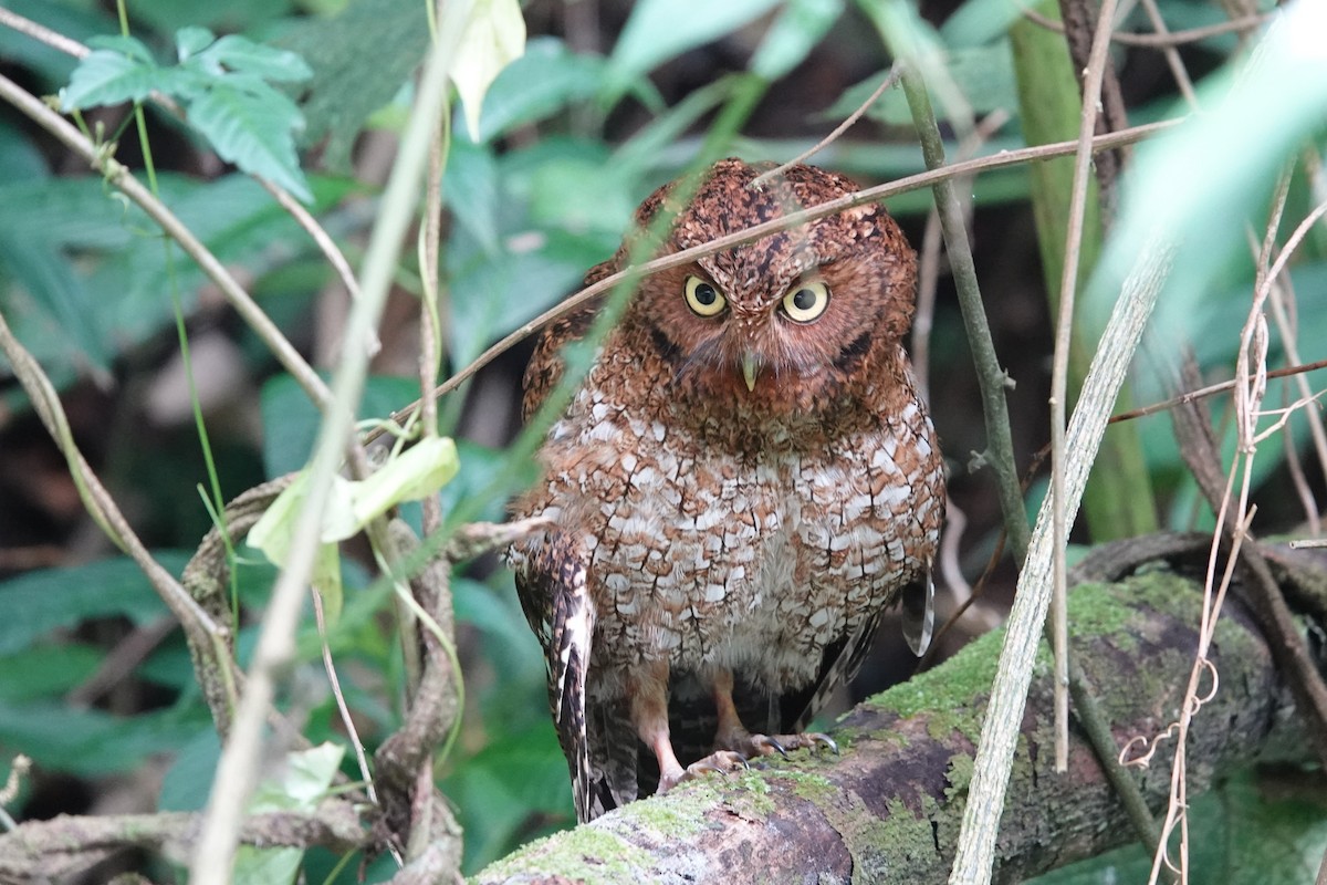 Bare-shanked Screech-Owl - ML636224506