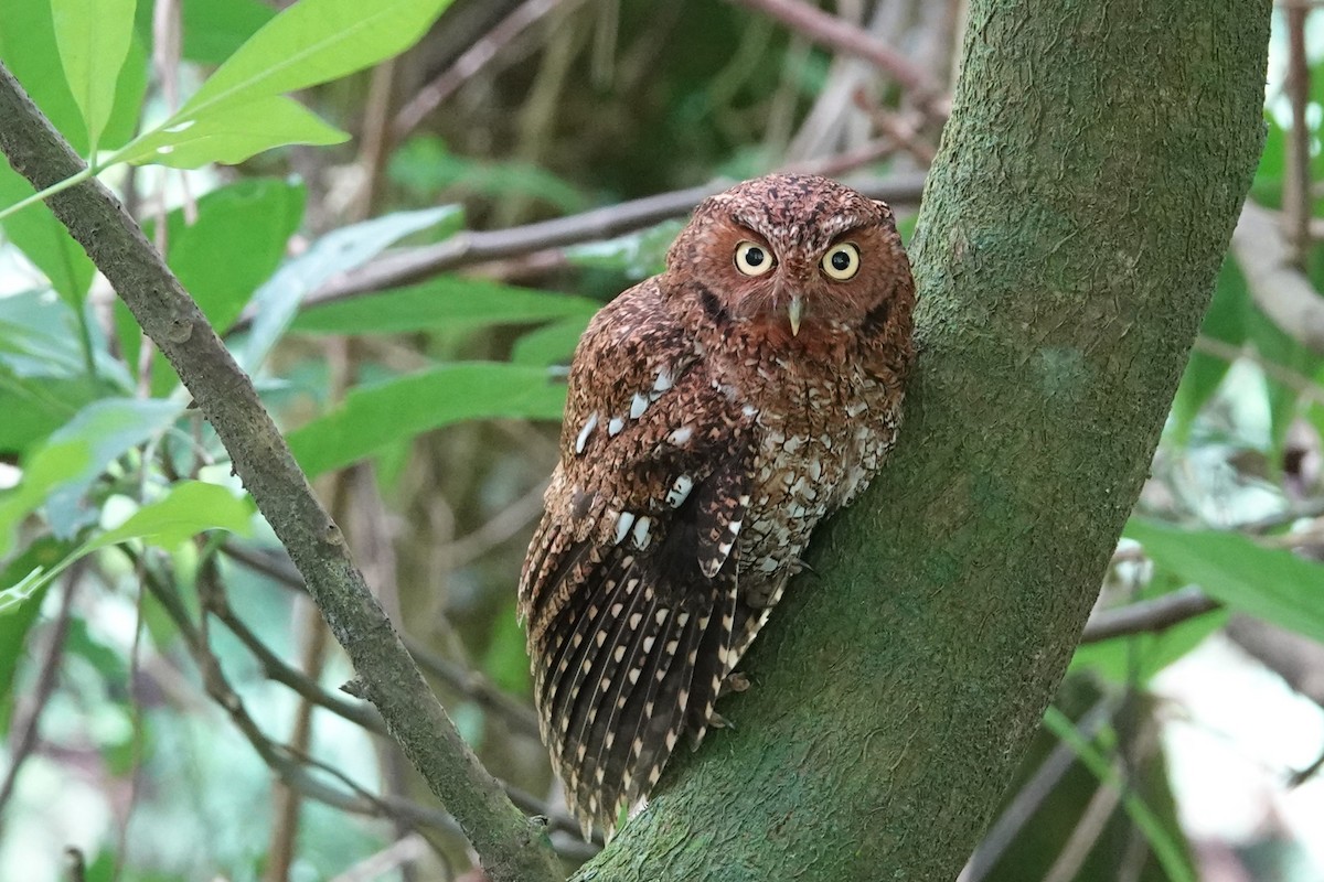 Bare-shanked Screech-Owl - ML636224518