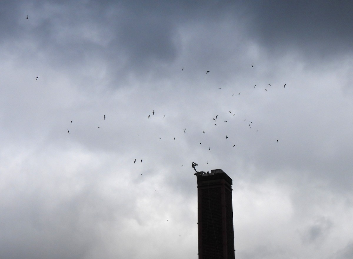 Vaux's Swift - ML636224564