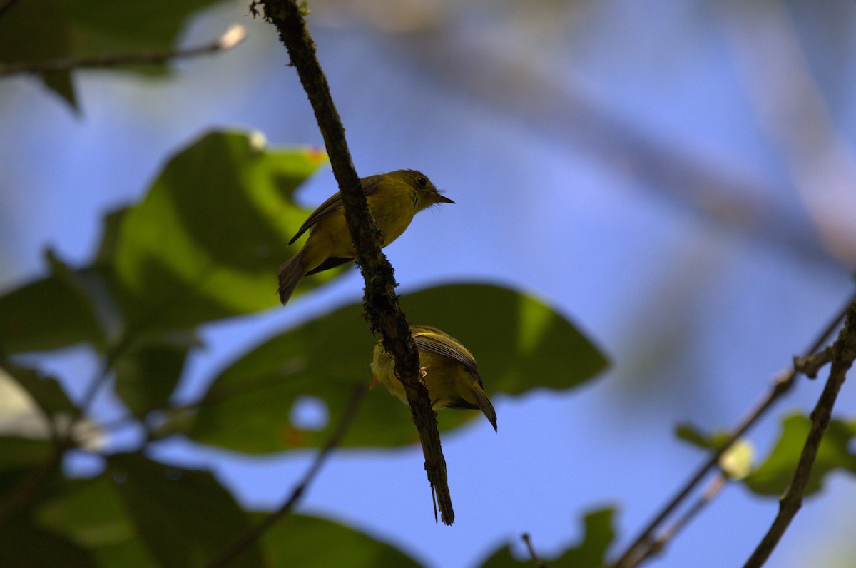 Citrine Canary-Flycatcher - ML636224575