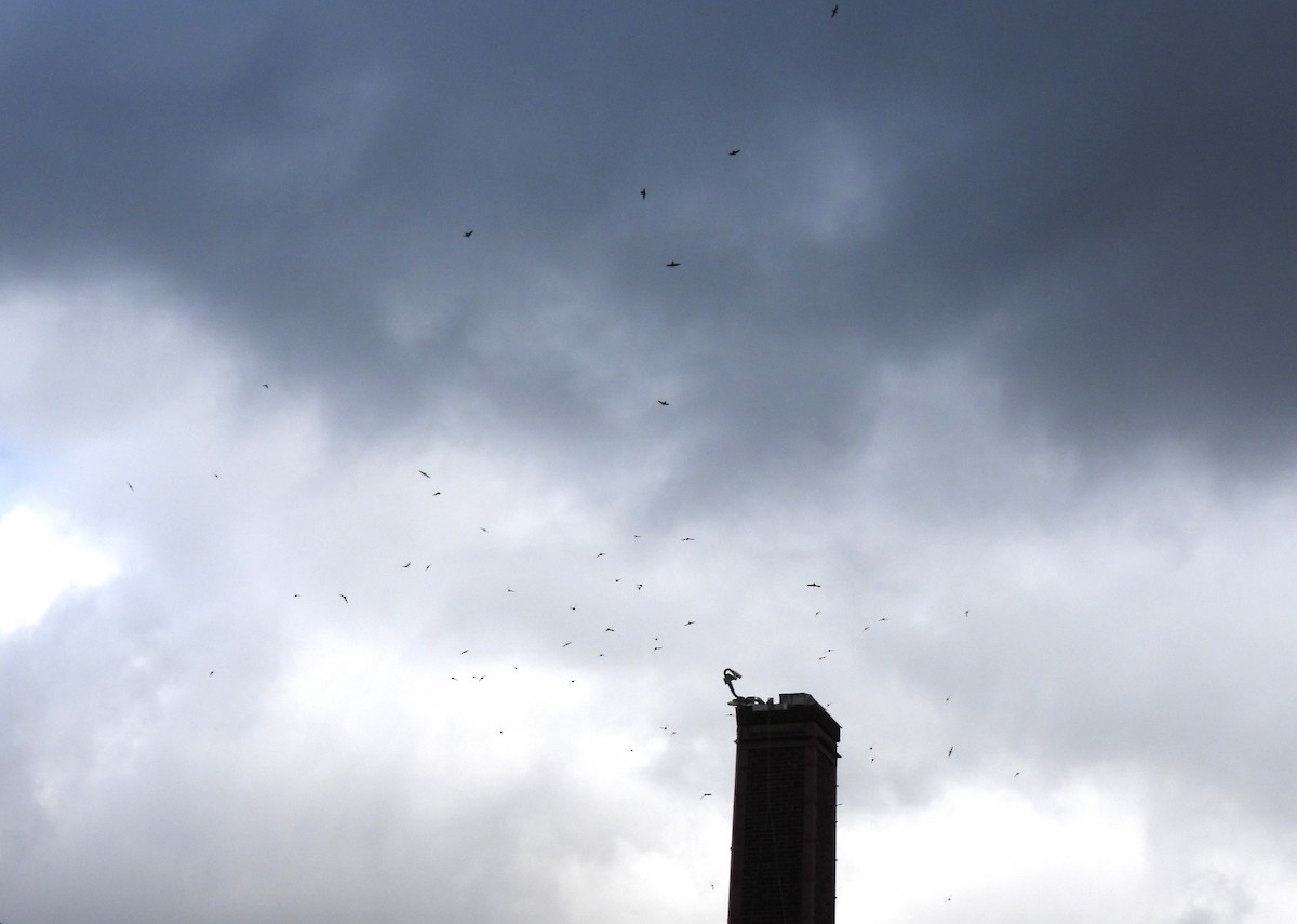 Vaux's Swift - ML636224644