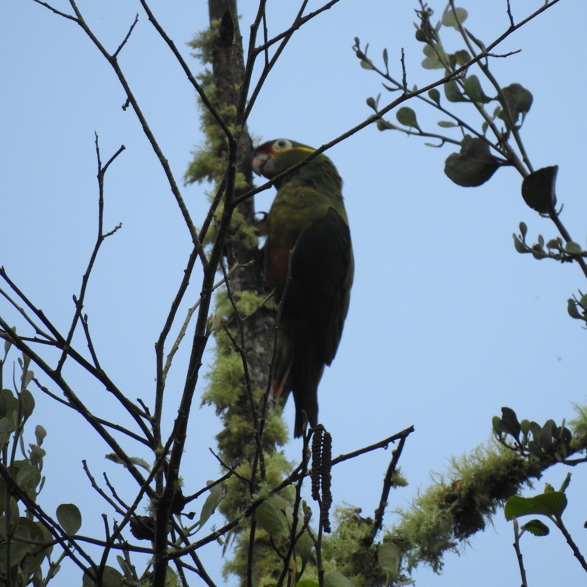 Golden-plumed Parakeet - ML636224662