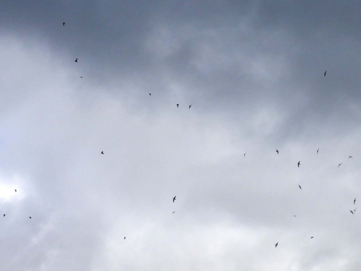 Vaux's Swift - ML636224673