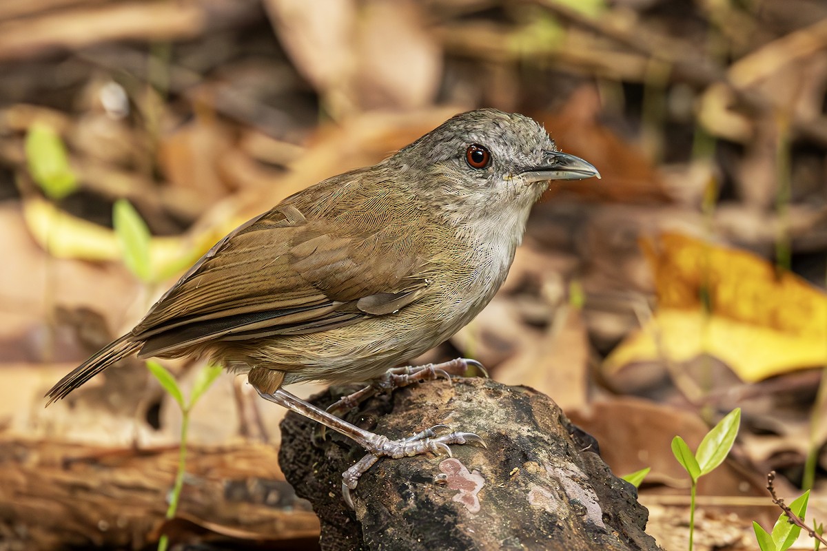 Horsfield's Babbler - ML636224734