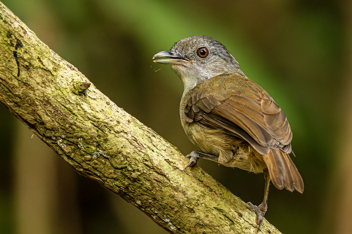 Horsfield's Babbler - ML636224736