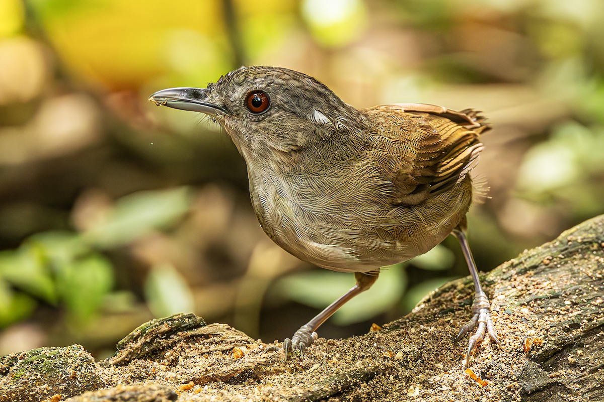 Horsfield's Babbler - ML636224737