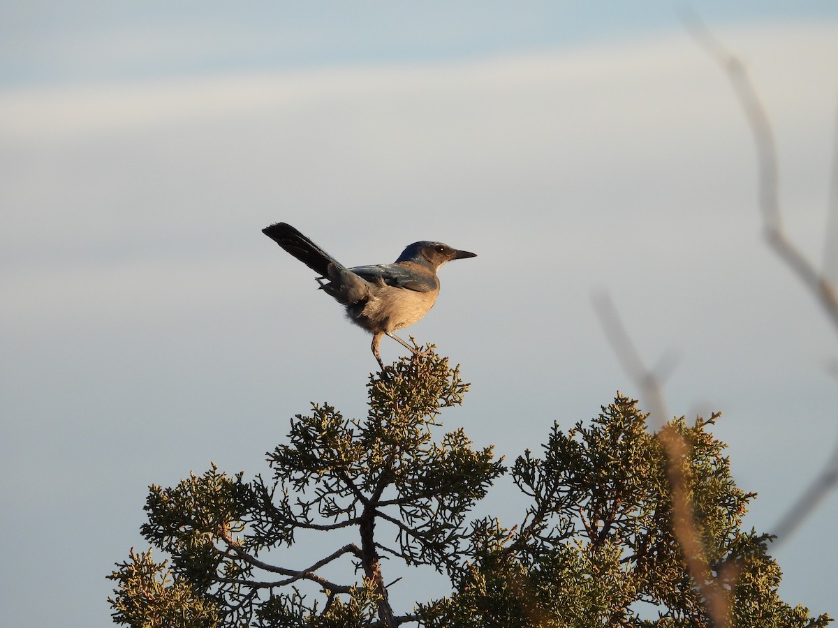 Woodhouse's Scrub-Jay - ML636224777
