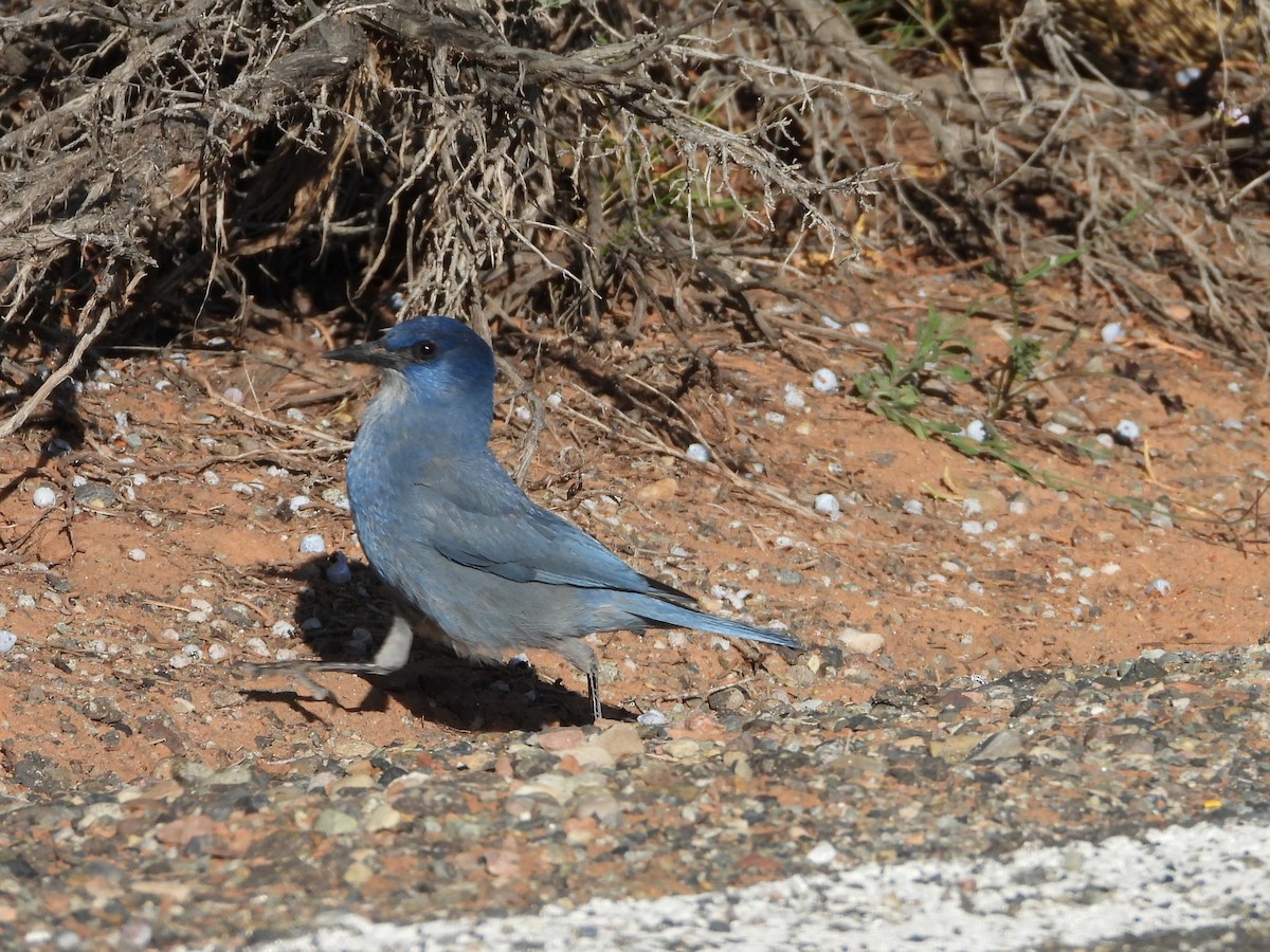 Pinyon Jay - ML636224828