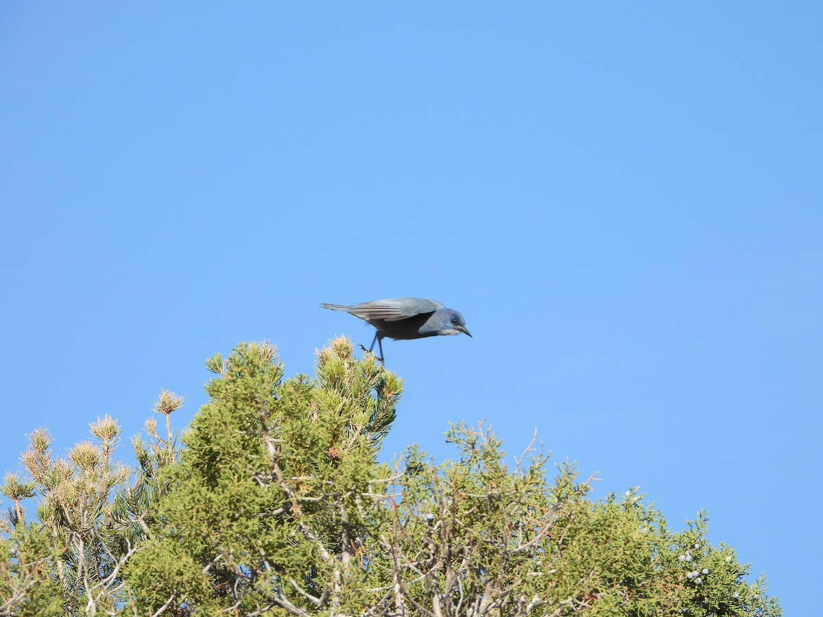 Pinyon Jay - ML636224832