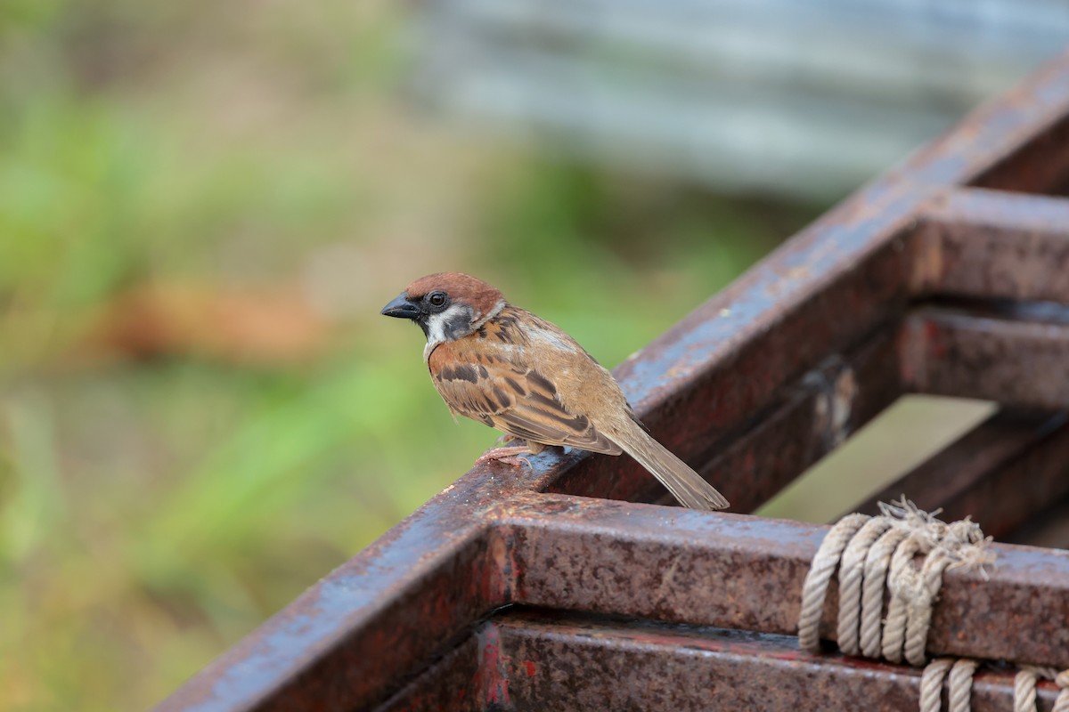 Eurasian Tree Sparrow - ML636224833