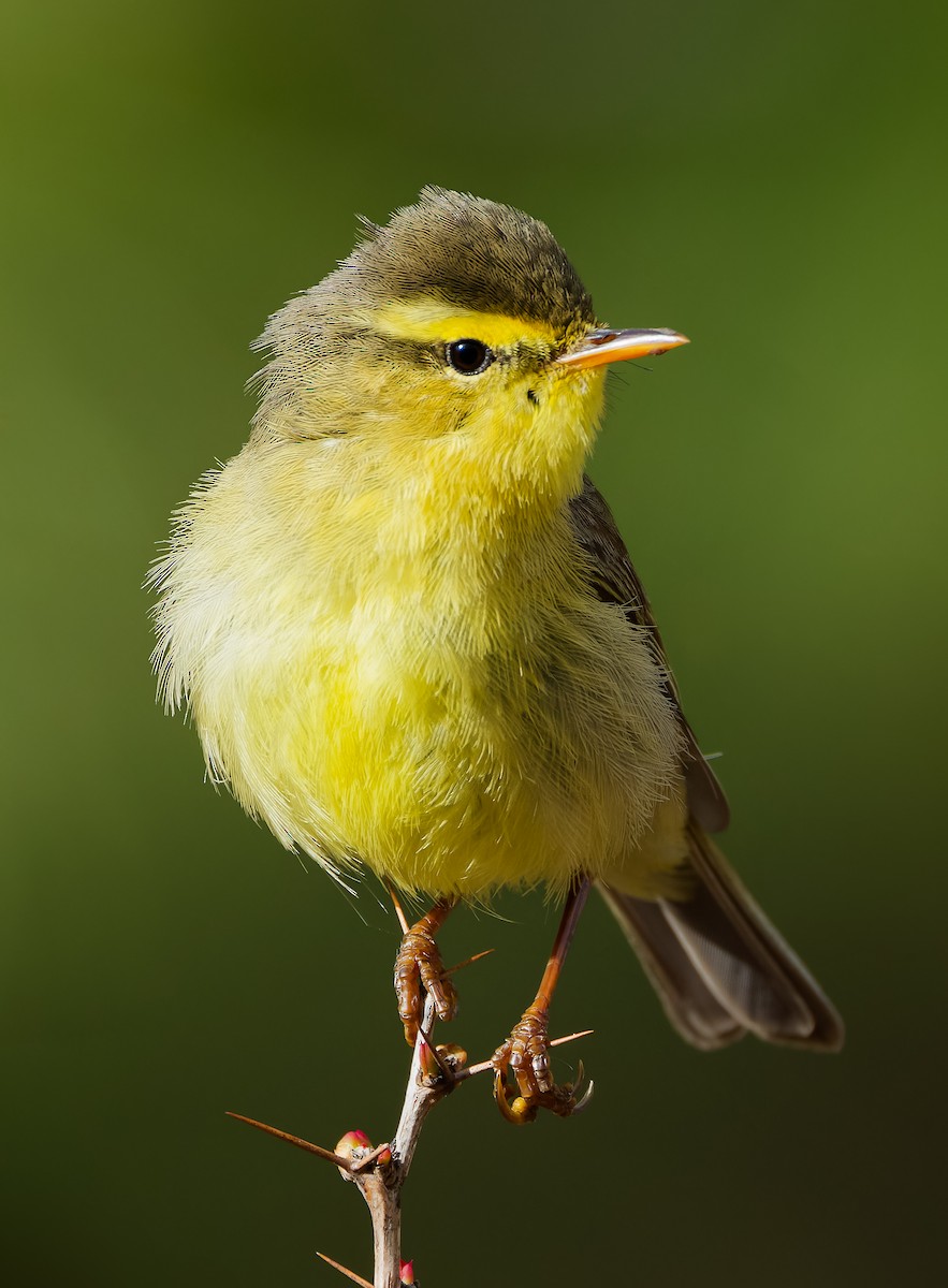 Tickell's Leaf Warbler - ML636224897
