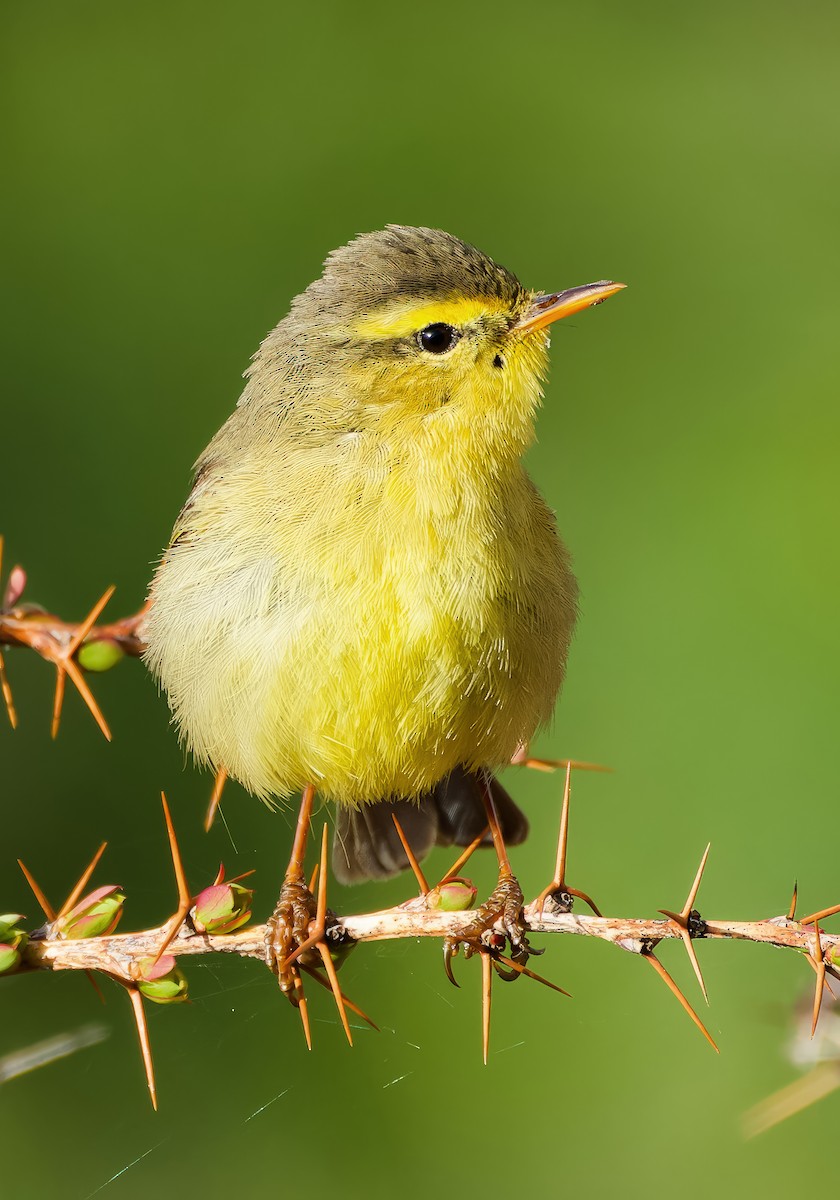 Tickell's Leaf Warbler - ML636224898
