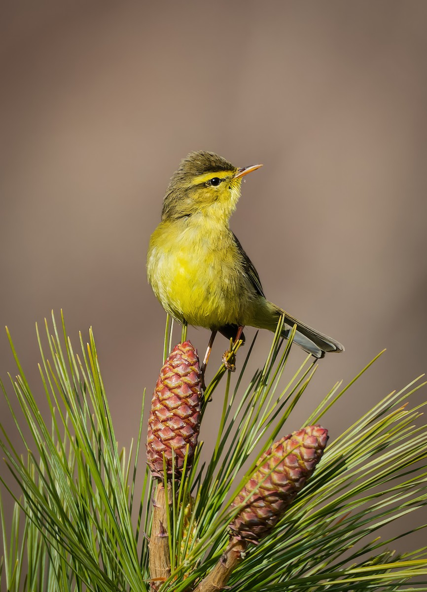 Tickell's Leaf Warbler - ML636224899