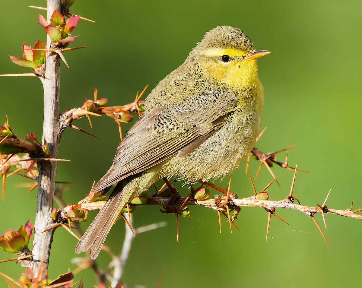 Tickell's Leaf Warbler - ML636224900