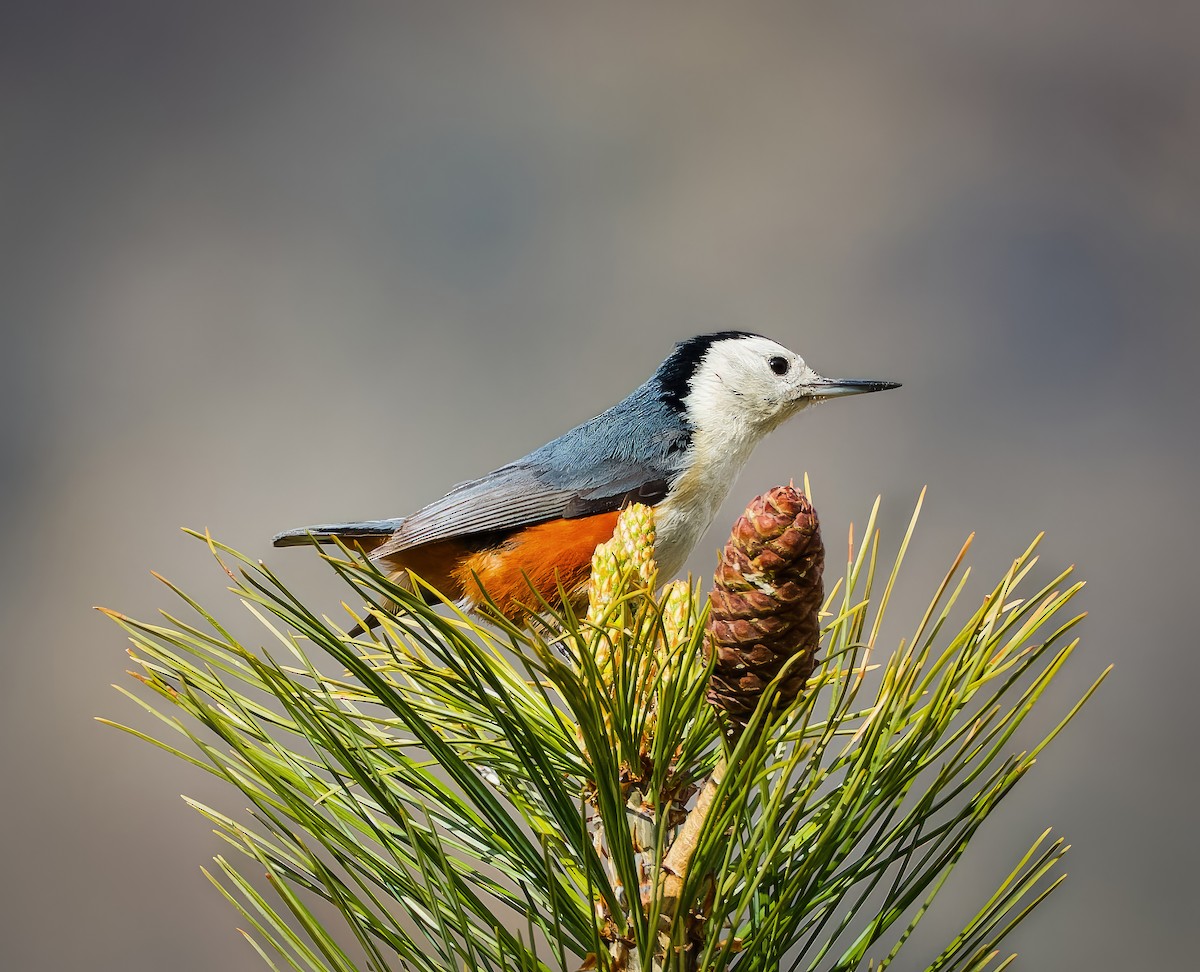White-cheeked Nuthatch - ML636224907