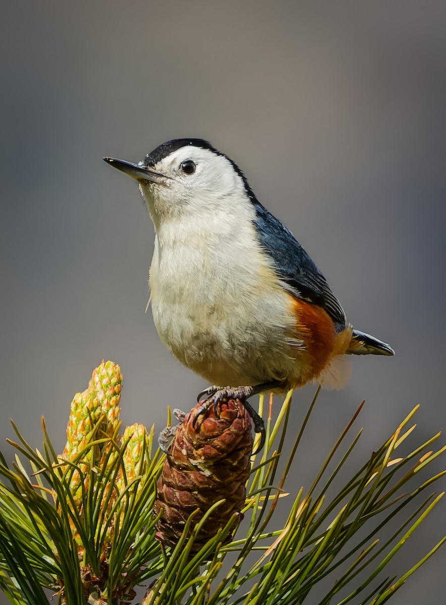 White-cheeked Nuthatch - ML636224908