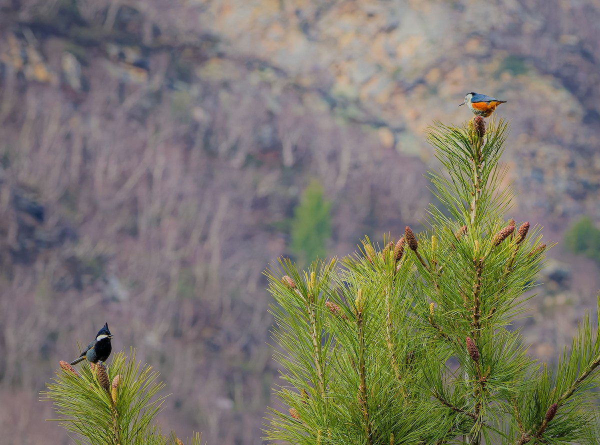 White-cheeked Nuthatch - ML636224909
