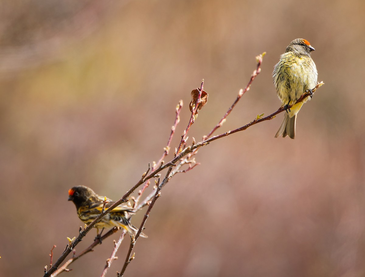 Fire-fronted Serin - ML636224920